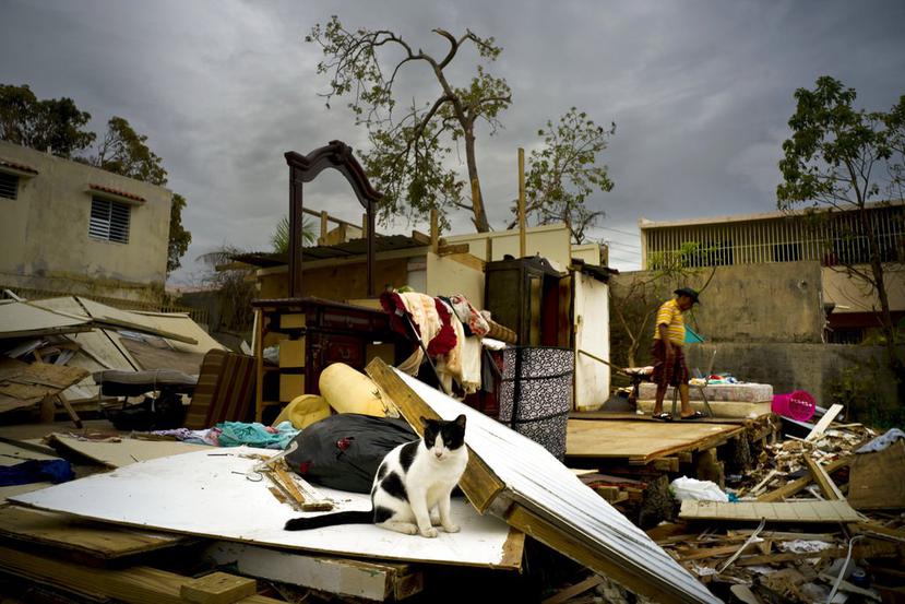 Millones de personas deben abandonar sus hogares cada año al ser víctimas de desastres naturales (AP).