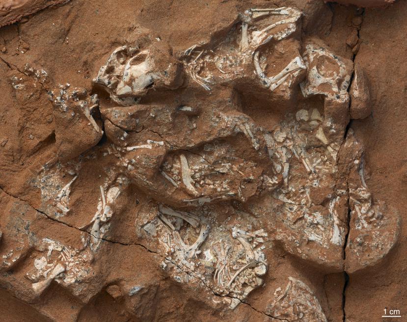 Un fósil contiene seis embriones de Protoceratops. (M. Ellison/Museo Estadounidense de Historia Natural)