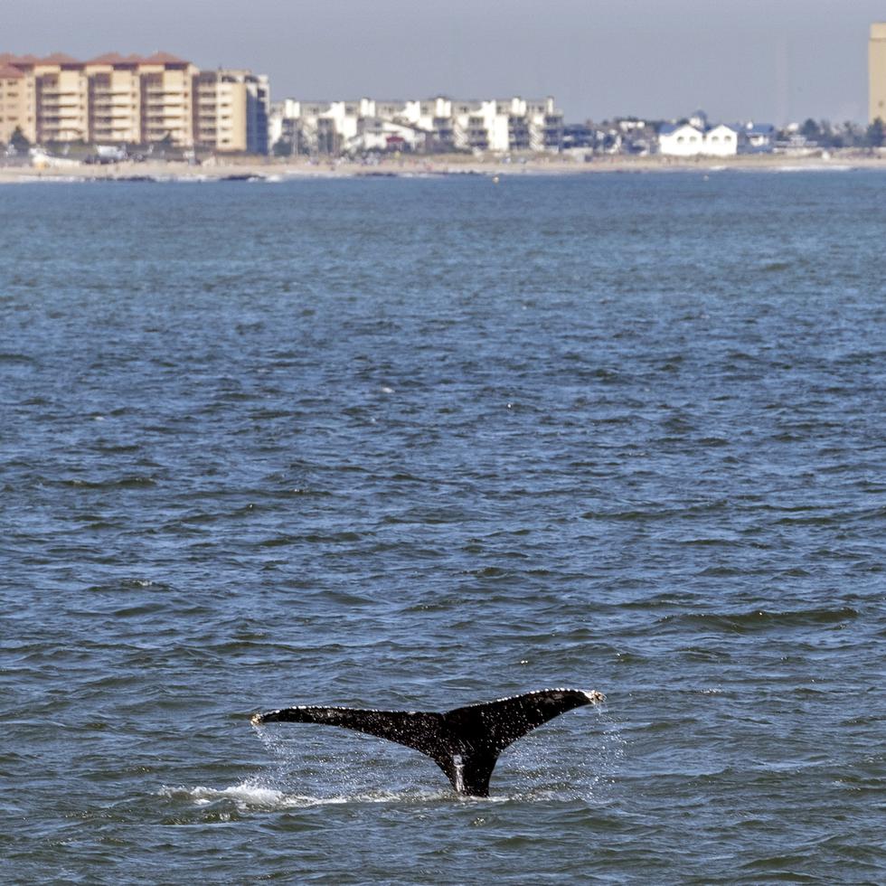 La cola de una ballena fotografiada frente a la costa de Nueva Jersey en 2020.