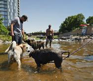 Unos perros juegan en el agua de la confluencia del río South Platte y del Cherry Creek en Denver.