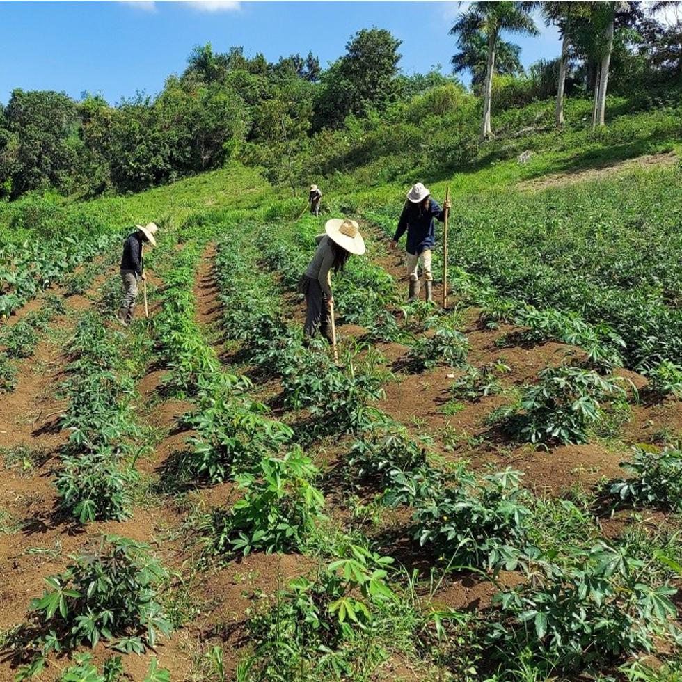 El Departamento de Agricultura subsidiará hasta el 50% del pago del salario de los trabajadores agrícolas.