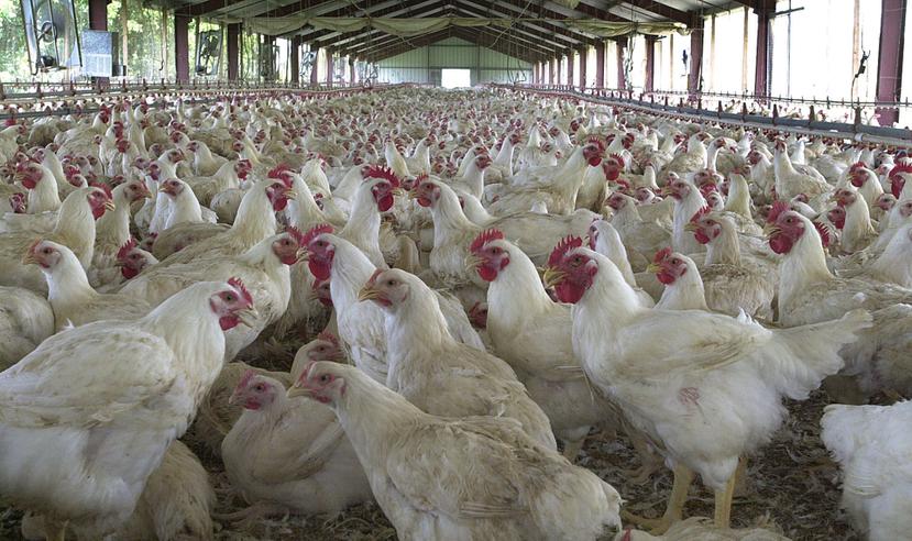 Para reabrir la planta procesadora de pollos se requiere una inversión que rondaría los $40 millones y el Departamento de Agricultura está dispuesto a parear fondos para la reconstrucción de los ranchos de criadores de pollos.