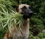 F
El cannabis medicinal para mascotas puede actuar como analgésico, antiinflamatorio, ansiolítico, antioxidante, neuroprotector y antineoplásico.