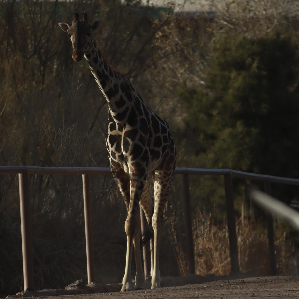 La jirafa Benito finalmente llega a su nuevo hogar con el reto de adaptarse