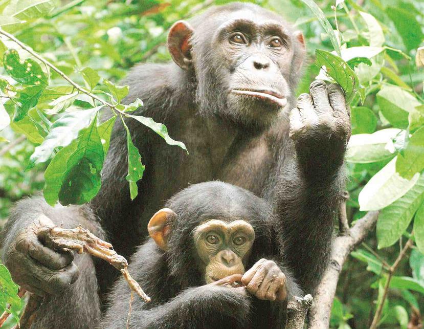 Una chimpancé junto a su cría sostiene un pedazo de carne que recibió de un macho adulto en el Parque Tai de Costa de Marfil. (EFE / Cristina M. Gomes)