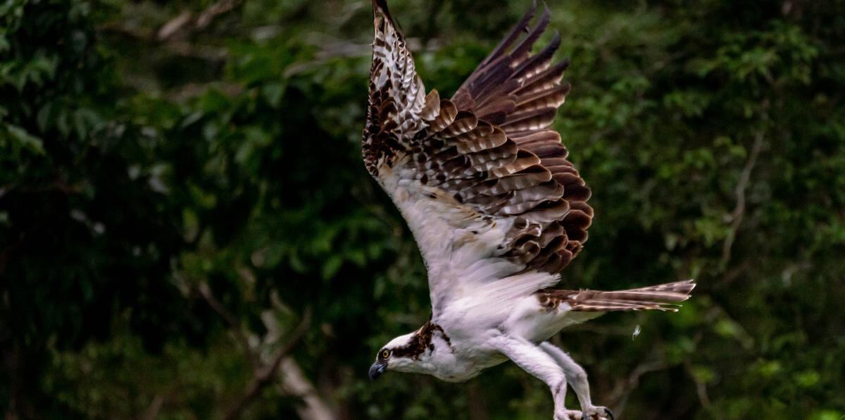 Un águila pescadora en pleno vuelo exhibe la majestuosidad 
de sus alas.