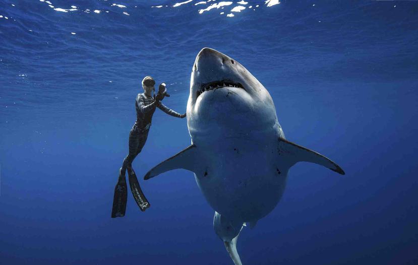 Ocean Ramsey, activista e investigadora marina, nada junto a un gran tiburón blanco frente a las costas de Oahu, en Hawai.  (AP)