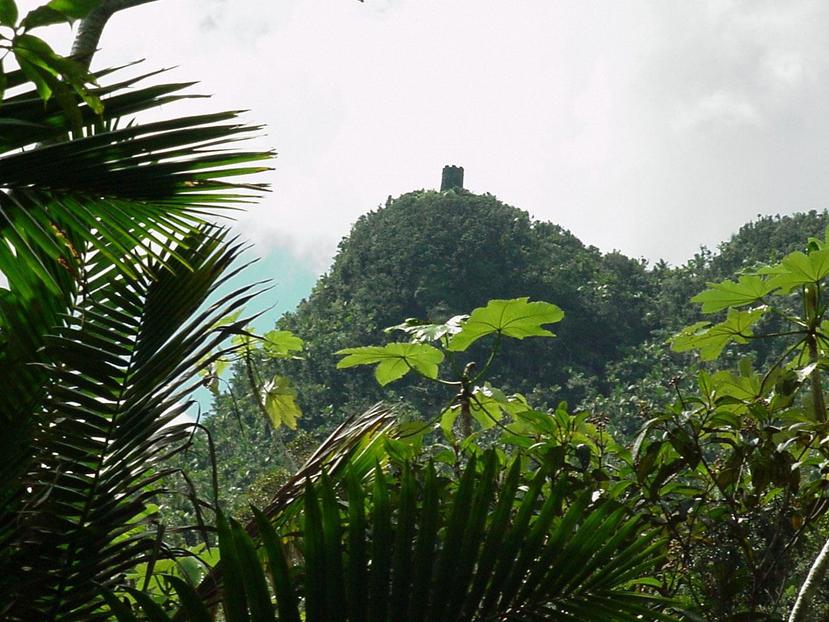 Los bosques tropicales más prístinos del planeta cobijan la mitad de las especies del mundo. (Suministrada)