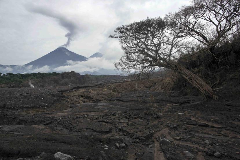 Algunos árboles aún están de pie cerca de la lava expulsada por el Volcán de Fuego en San Miguel Los Lotes, Guatemala, el viernes 15 de junio de 2018. (AP)