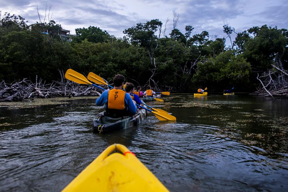 La aventura en kayak puede incluir la apreciación de diversas especies de peces pequeños, aves y, en un día con suerte, pueden verse hasta delfines en la bahía.

