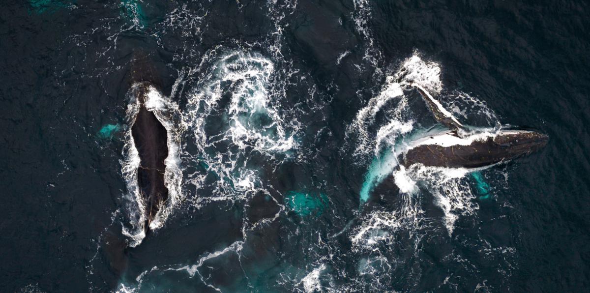 ¡Espectáculo marino! Cientos de ballenas jorobadas inician travesía de apareamiento