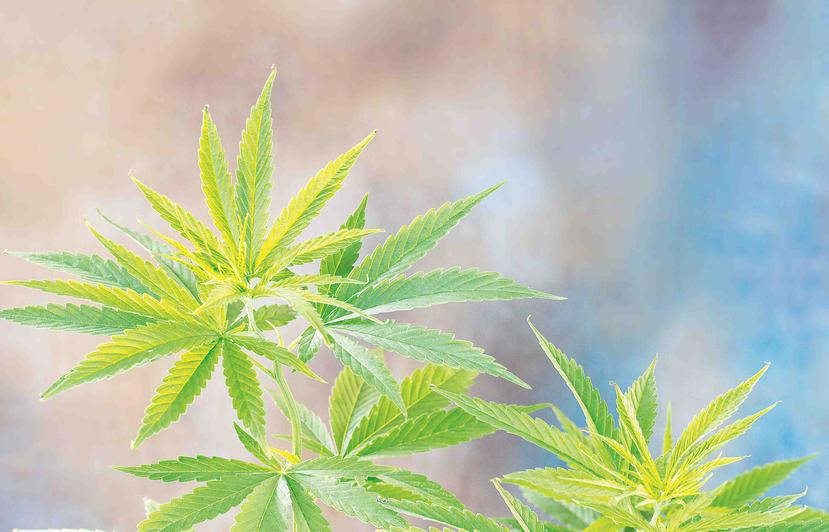 Según la empresa, el sistema debe “exigir que toda marihuana medicinal sea rastreada, desde la semilla o injerto hasta su dispensación y destrucción”. (Archivo / GFR Media)