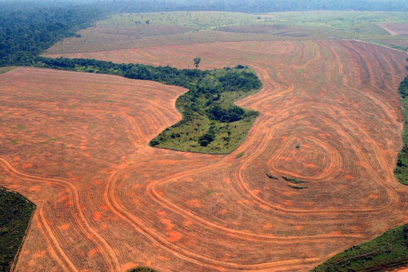 Se estima que existen 16,000 especies de árboles en el Amazonas. (GFR Media)