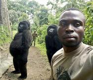 Mathieu Shamavu, guardabosques y cuidador del Centro Senkwekwe para gorilas de montaña huérfanos, posa para una foto con las gorilas huérfanas Ndakasi, izquierda, y Ndeze.