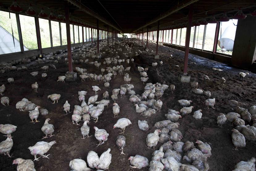 Según datos oficiales, el sector avícola en Puerto Rico sufrió pérdidas ascendentes a 39.4 millones de dólares.