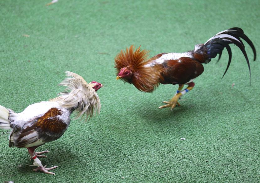 Las peleas de gallo fueron prohibidas en la isla por el Congreso en diciembre tras un intenso debate. (GFR Media)