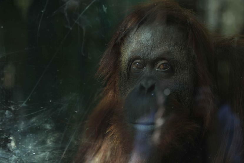 Fotografía de la orangután Sandra en julio de 2016, en el zoológico de Buenos Aires (Argentina). (EFE)