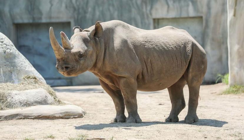 Funcionarios del zoológico Potter Park dicen que tomó casi un año embarazar a la hembra de rinoceronte (Instagram/Potter Park Zoo).