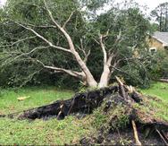 Así quedó un árbol localizado en el patio de una residencia en la comunidad Loxahatchee, en Palm Beach, Florida, tras el paso del tornado. (Twitter/@photoericp)