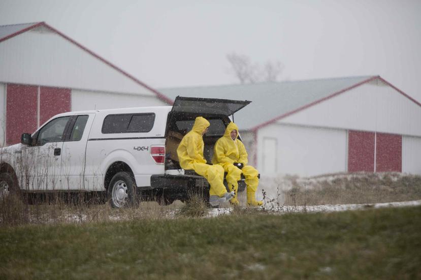 La primera infección se confirmó la semana pasada en una granja que alberga a 60,000 pavos y está relacionada con Farbest Farms, una de las mayores productoras del estado y que cuenta con criaderos en Indiana, Illinois y Kentucky.