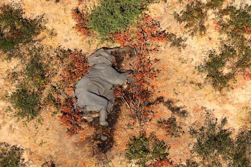 An undated photo provided by the non-profit National Park Rescue of a carcass in the Okavango Delta of Botswana, where 356 elephants have died in recent months. Experts have few clues as to whether the cause is something sinister, such as poisonings, or a naturally occurring disease from which the area’s elephants will bounce back. (National Park Rescue/via The New York Times) -- NO SALES; FOR EDITORIAL USE ONLY WITH NYT STORY SCI ELEPHANT DEATHS BY RACHEL NUWER FOR JULY 13, 2020. ALL OTHER USE PROHIBITED.