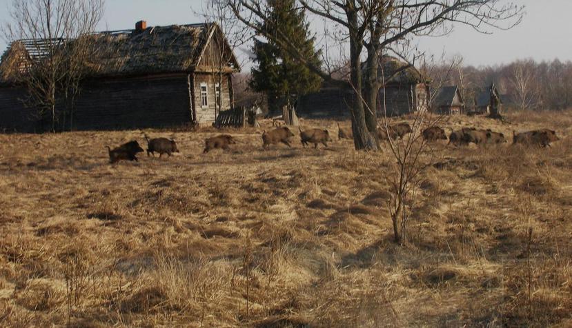 Una cámara escondida captó a un grupo de jabalíes en la zona restringida de Chernóbil. (Valeriy Yurko)