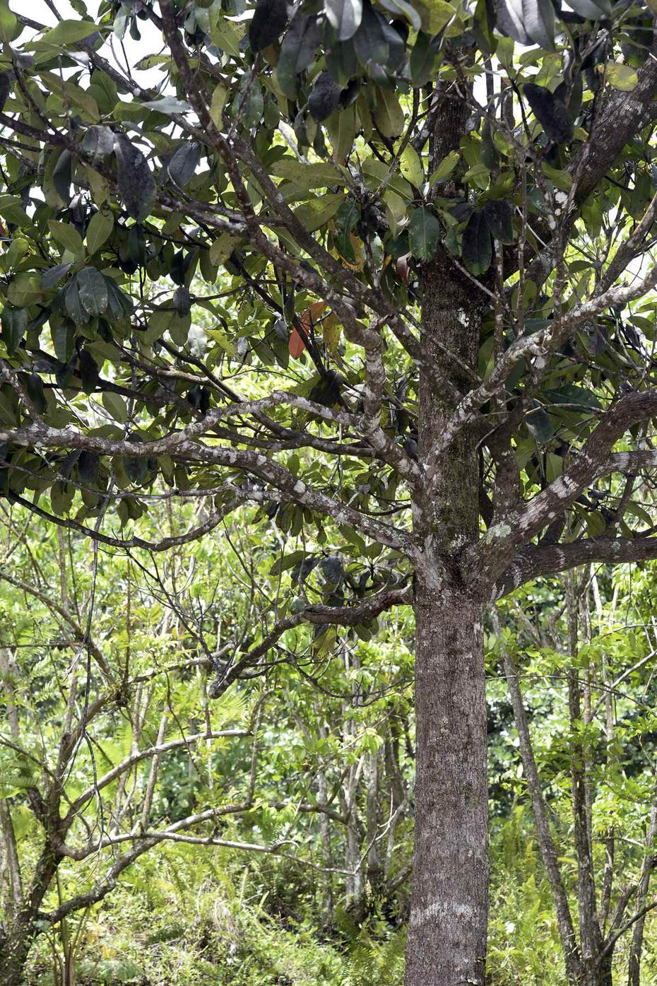 Sabe qué árboles hay en El Yunque? - El Nuevo Día