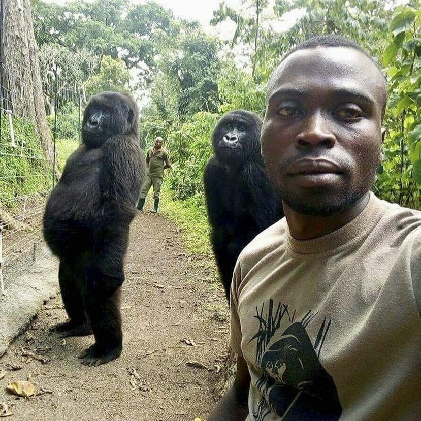 Mathieu Shamavu, guardabosques y cuidador del Centro Senkwekwe para gorilas de montaña huérfanos, posa para una foto con las gorilas huérfanas Ndakasi, izquierda, y Ndeze.