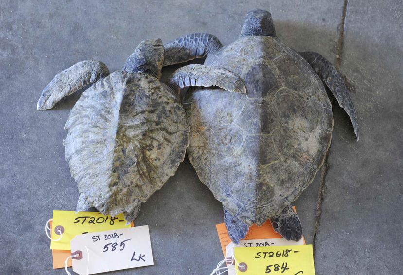 Un par de tortugas tortugas Kemp fallecidas aguardan su procesamiento en el Santuario de Vida Silvestre de la Bahía de Wellfleet de la Sociedad Audubon en Wellfleet, Massachusetts. (AP)