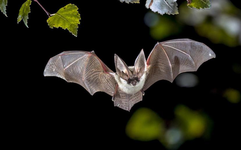 El estudio apunta a que los murciélagos pudieron ser el origen del coronavirus. (Shutterstock)