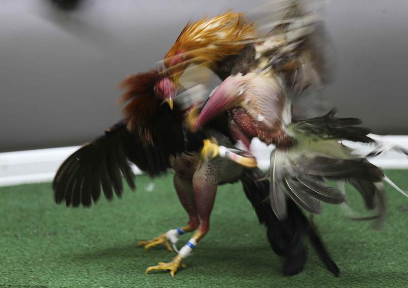 A partir de diciembre las peleas de gallos será prohibidas en Puerto Rico por mandato federal. (GFR Media)