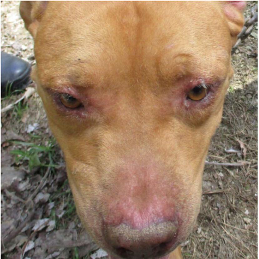 Bruises and swellings on the face of a dog.  The animal has lacerations around its eyes and nose.