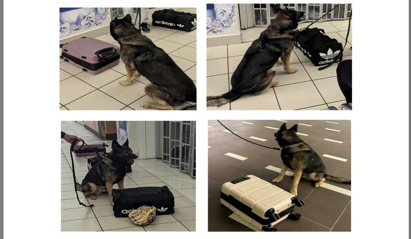 El FBI incluyó esta foto en la denuncia indicando que fue el momento en que un perro de la Policía detectó la presencia de narcóticos en el equipaje de dos de los imputados, luego de encontrarse con el agente de la policía arrestado.