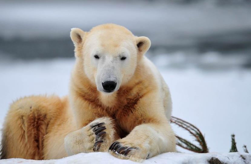 Knut era, incluso antes de nacer, en el oso más mediático del mundo. Fue el primer oso criado en cautiverio en el zoológico de Berlín. (AFP)