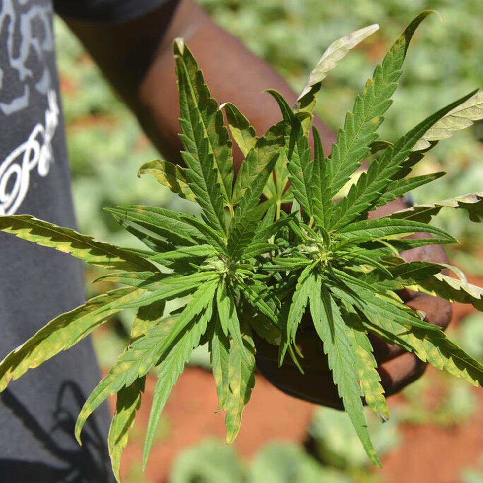 Un campesino muestra una planta de marihuana en Nine Mile, Jamaica, el 29 de agosto del 2013. Insólitamente, el cannabis está escaseando en esa isla asociada con su consumo.