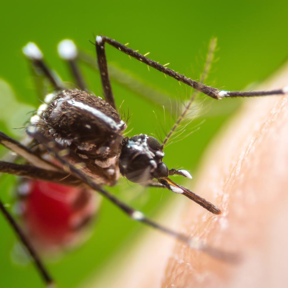 El dengue es una infección vírica transmitida por la picadura de las hembras infectadas de mosquitos del género Aedes aegipti. (Shutterstock)