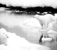 Estos animales fueron enlistados en 2008 como amenazados bajo la Ley de Especies Amenazadas, debido a la alarmante pérdida de las capas de hielo en el verano durante las últimas décadas. (Archivo)