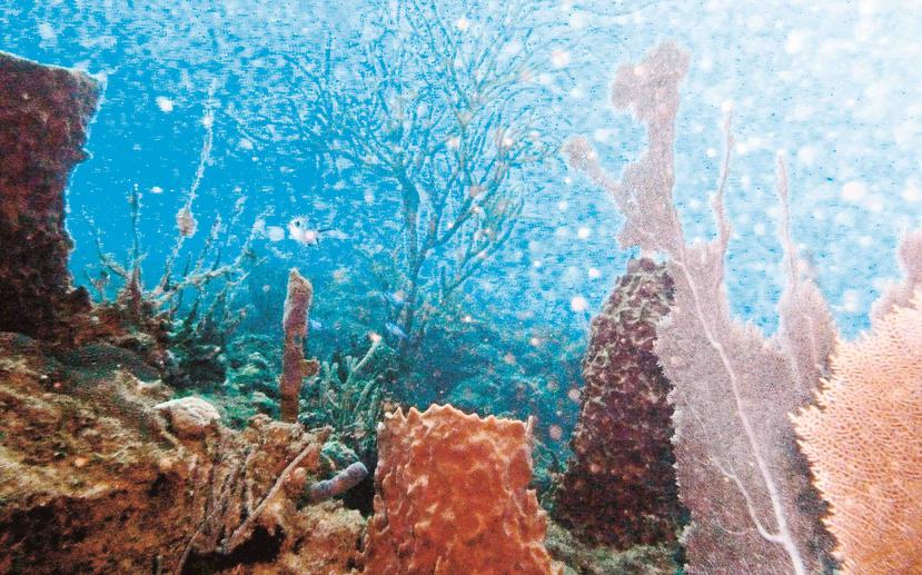 El arrecife es parte del Refugio Marino Nacional Bancos de los Jardines de Flores y se ubica a unos 160 kilómetros (100 millas) frente a las costas de Louisiana y Texas. (Archivo/ GFR Media)