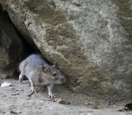 Una sola rata puede tener entre 15,000 y 18,000 crías en un año. (AP)