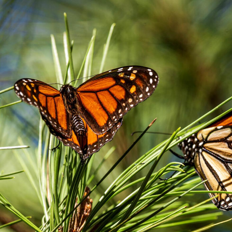 Junto con la agricultura, el cambio climático es una de las principales causas que amenazan con extinguir a la mariposa monarca, alterando su migración anual de 3,000 millas que se sincroniza con la primavera boreal y el florecimiento de las flores silvestres.
