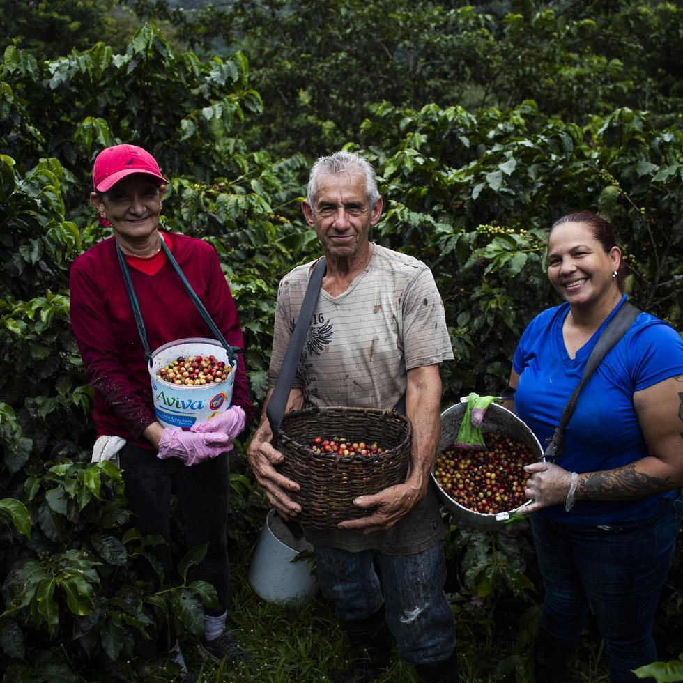  En la foto Elizabeth Reyes, Israel Olivo e Ivelisse Castellano muestran parte del café recogido. 

