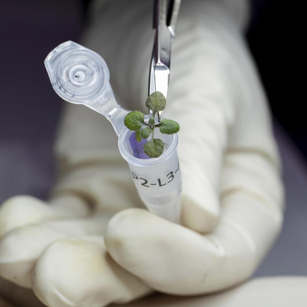 En esta foto del 2021, un científico coloca una planta de Arabidopsis thaliana en un vial para análisis genético durante un experimento con suelo lunar en un laboratorio en Gainsville, Florida.