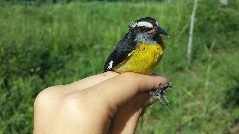 Los científicos escogieron la reinita (Coereba flaveola) como ave de estudio por su abundancia en distintos tipos de hábitat en Puerto Rico y el Caribe.