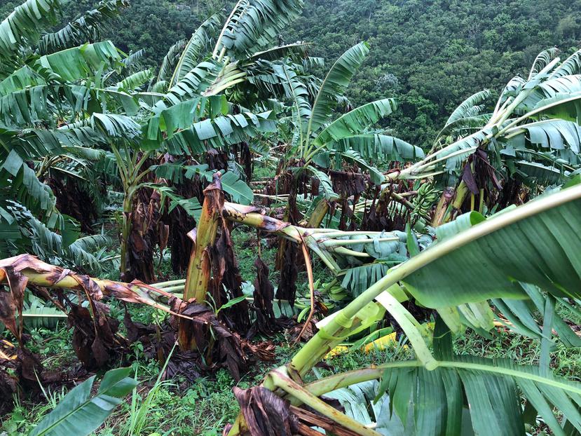 Las siembras de plátanos y guineros fueron de las más afectadas tras el paso de la tormenta Isaías, así como los cultivos de chinas y café en el centro de la isla.