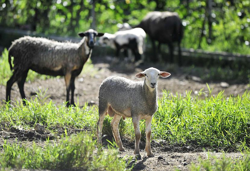 Las nueve ovejas están valoradas en $750.(GFR Media)