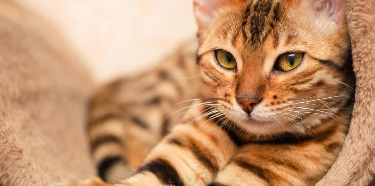 Los gatos domésticos necesitan tanto cuidado veterinario como los perros y pueden estar propensos a condiciones que hay que vigilar y cuidar. (Shutterstock)