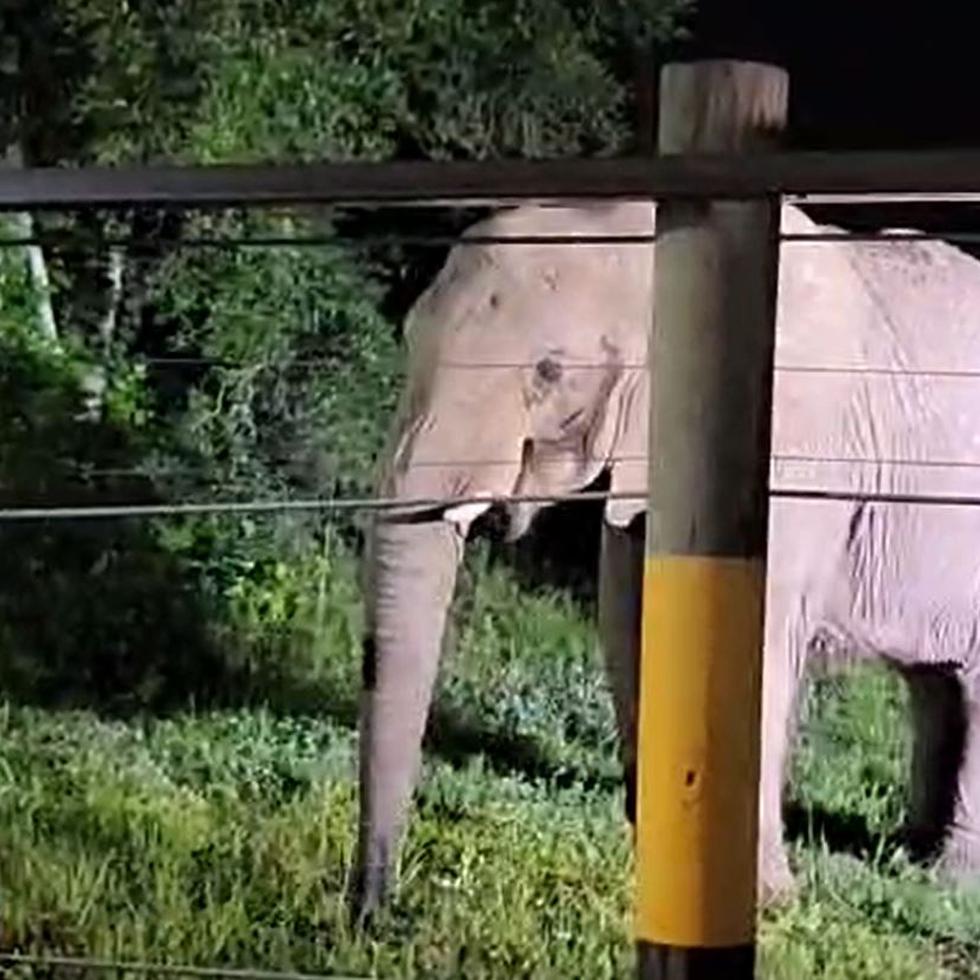 Captura de un vídeo publicado por Elephant Aid International que muestra a Mundi en su nuevo hogar en Georgia.