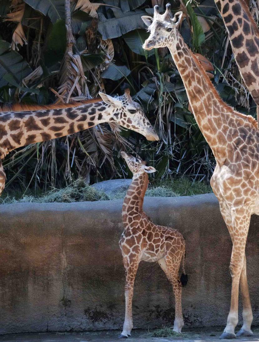La jirafa es la segunda cría de su madre Zainabu y su padre Philip. (AP)