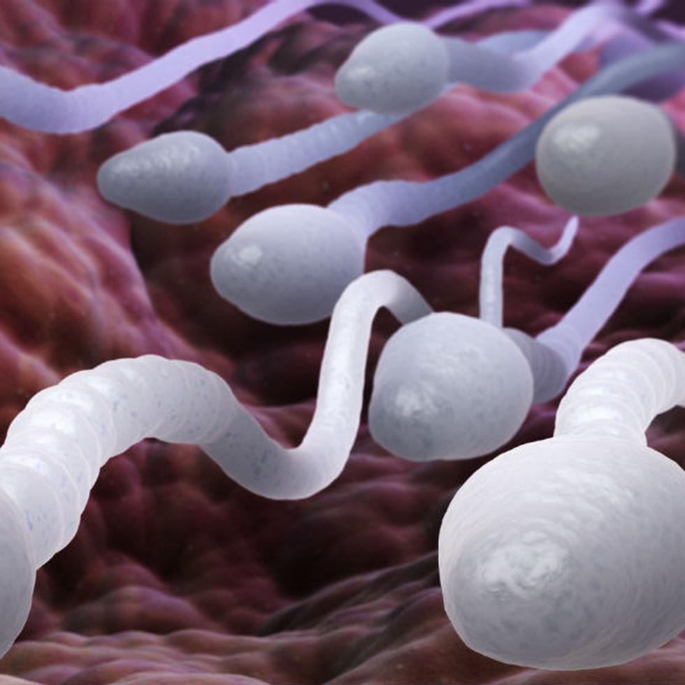 La adenilato ciclasa soluble (sAC, en inglés) es una enzima esencial en el funcionamiento de los espermatozoides. (Shutterstock)
