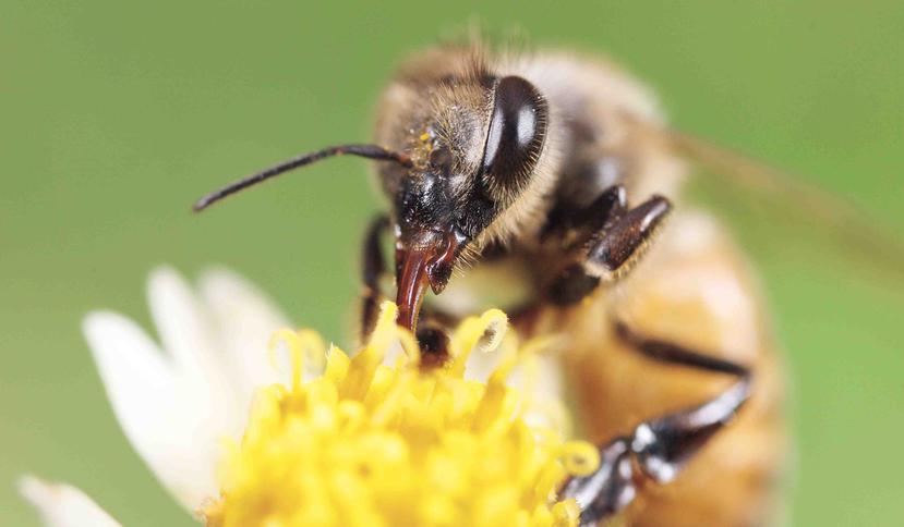 La medida establece como prioridad crear el ambiente propicio para el desarrollo poblacional de las abejas, mariposas y otros insectos, o animales que impactan el proceso de polinización. (Archivo / GFR Media)